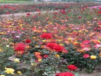 怎樣養(yǎng)好月季花？石橋月季告訴你