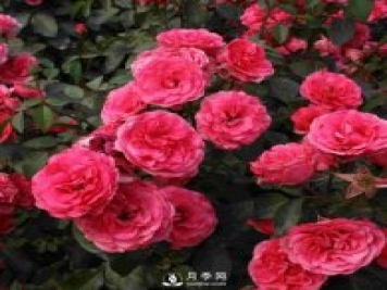 樹狀月季基地介紹月季日光溫室栽培技術(shù)育苗方法
