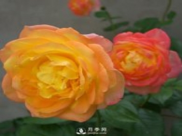如何種植月季黃金盛典？