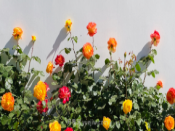 河南18市市花大全！月季居然同為8個市的市花