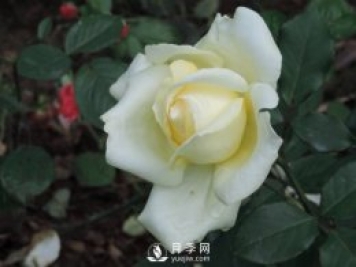 南陽大田月季能夠耕種培養(yǎng)