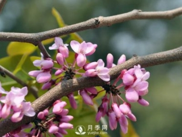 為何巨紫荊價格不菲，銷量卻很樂觀？