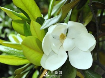 如何區(qū)分廣玉蘭、白玉蘭和二喬玉蘭？