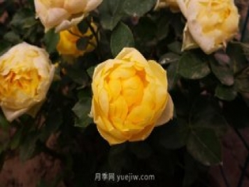 微型月季金絲雀要怎么修剪？