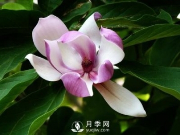 二喬玉蘭種殖需注意什么？