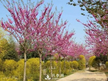 關(guān)于山茱萸無性繁殖你了解多少？