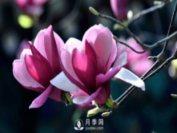 如何預(yù)防二喬玉蘭黃化病病害？