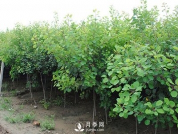 如何防治黃櫨白粉病病害？