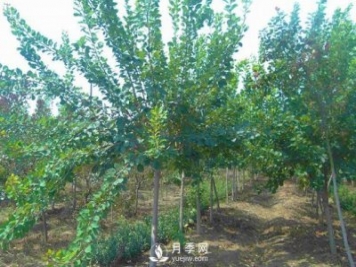 黃櫨種植基地是怎樣防治黃櫨黃萎病病害的？