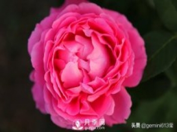 上海植物園里總有一款月季花會在不經(jīng)意間征服你
