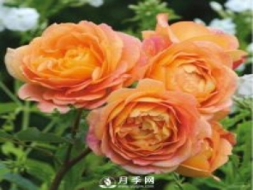 爬藤月季品種很多，每個人都有自己的喜好