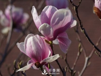 如何預(yù)防紅玉蘭大斑病的發(fā)生？