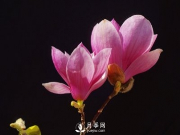 紅玉蘭花寓意是什么？