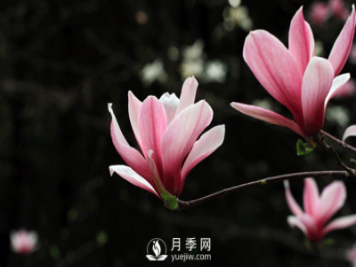 紅玉蘭，紫玉蘭，廣玉蘭嫁接培育主要注意一下四點(diǎn)：