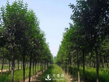 大葉女貞平時(shí)應(yīng)該怎么進(jìn)行養(yǎng)護(hù)？