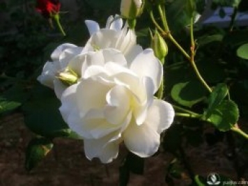 管理月季花的計劃表，二月份月季養(yǎng)護(hù)要怎么做？