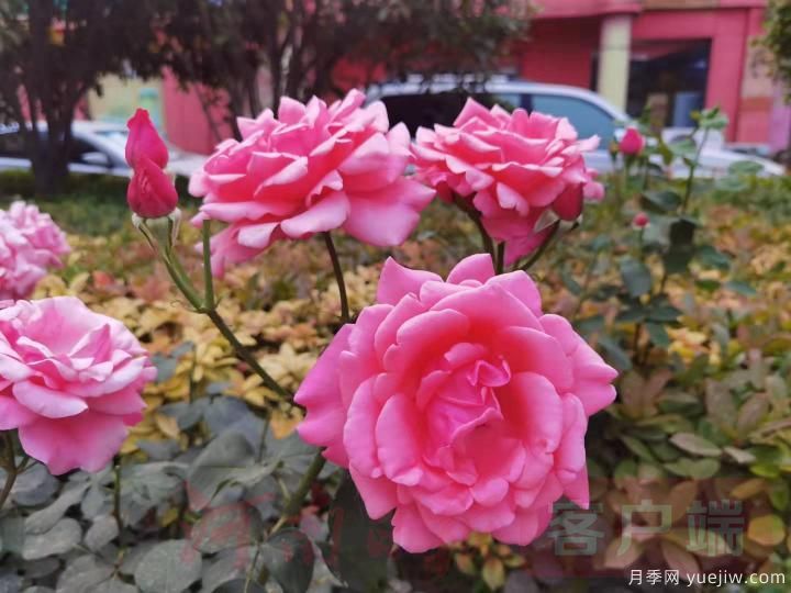 南陽月季暢銷全國，美麗經(jīng)濟(jì)再綻芳華(圖2)