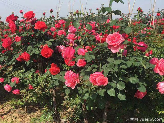 十二種魅力花卉，養(yǎng)花都該懂(圖1)