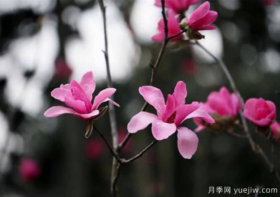 紅花玉蘭的種植、生長(zhǎng)習(xí)性及栽培管理技術(shù)(圖1)
