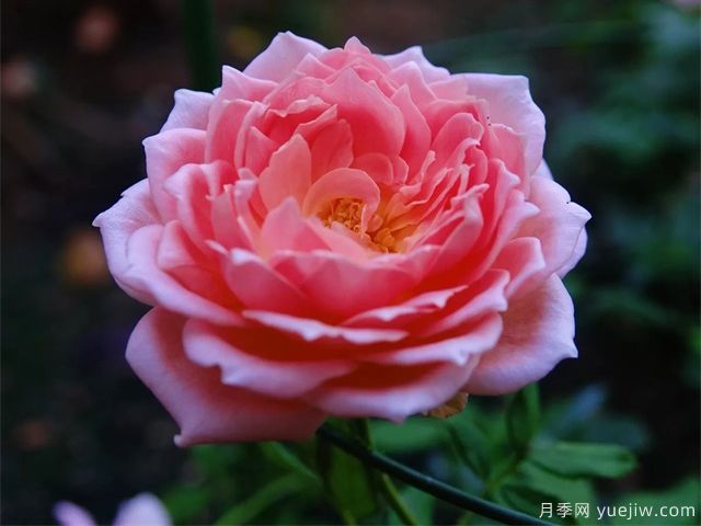 銀禧慶典月季復花超快，口碑極佳(圖2)