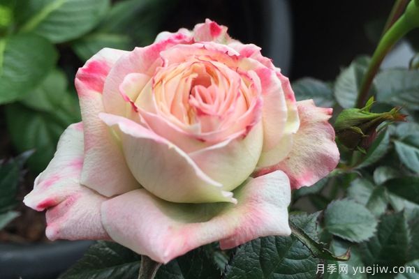 妖精系列月季，5個(gè)品種都優(yōu)秀(圖2)