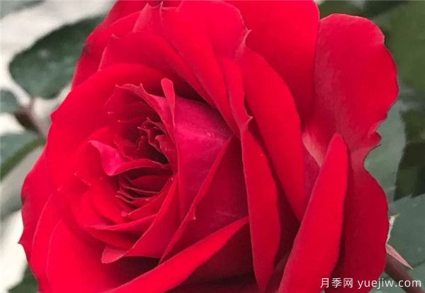 妖精系列月季，5個(gè)品種都優(yōu)秀(圖3)