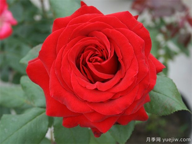 大紅色的月季***為漂亮，這5個你喜歡嗎(圖1)