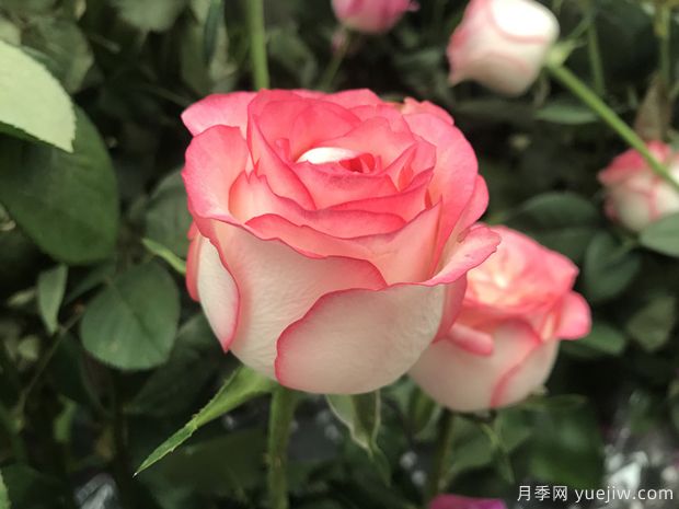 昆明斗南市場熱銷的十大切花玫瑰有哪些？(圖6)