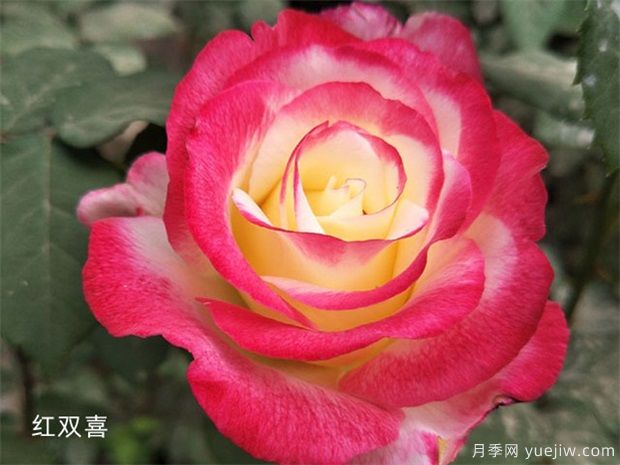 月季育種家：美國Herbert C. Swim(赫伯斯威姆Herb Swim)(圖1)