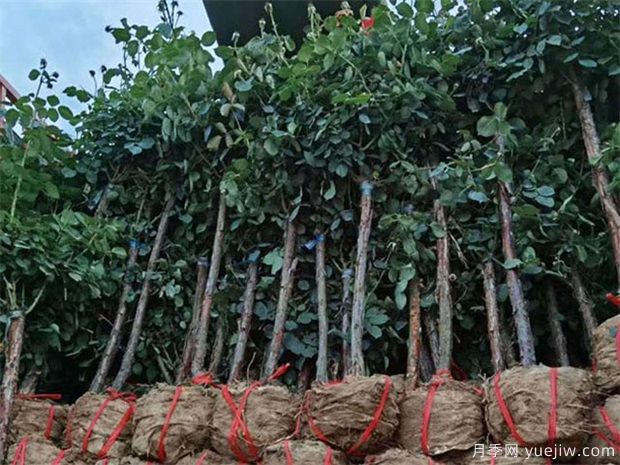 山東樹狀月季花開得不大，可以怎樣做呢？(圖1)