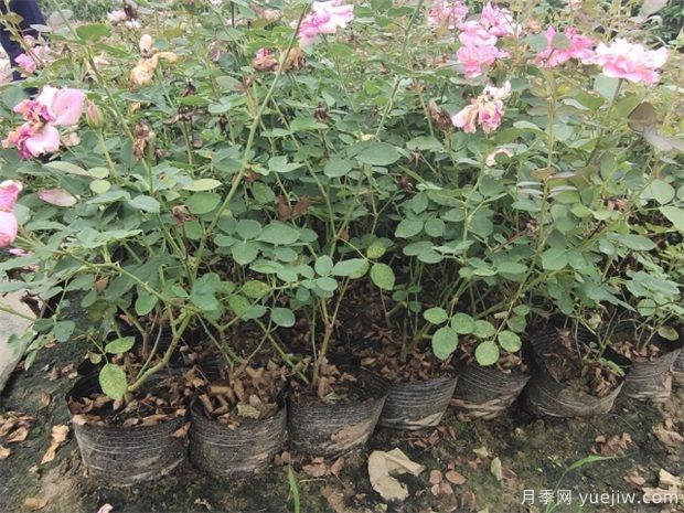 養(yǎng)盆花月季一般這幾點做好，月季開花也不愁了(圖1)