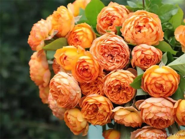 秋天必養(yǎng)的月季品種，漂亮的月季花品種太多了(圖5)