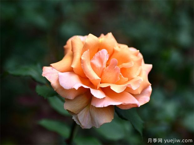 遭遇暴風(fēng)雨襲擊后，月季苗木管理施救措施(圖1)