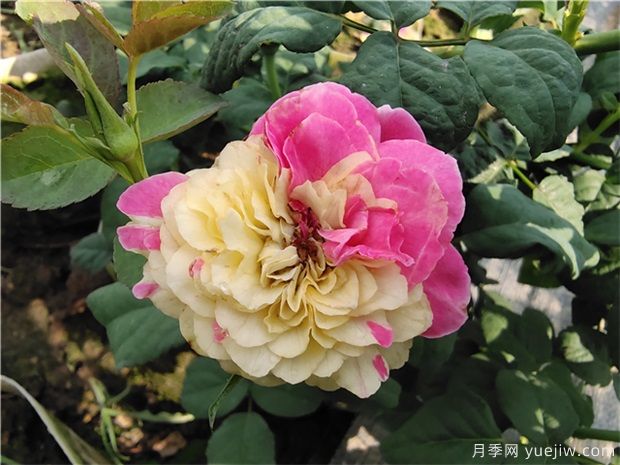 推薦88個(gè)***美月季品種，讓花友美到心醉，陶醉其中(圖1)