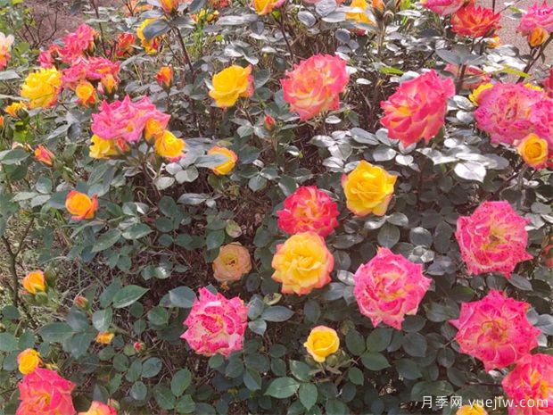 推薦88個(gè)***美月季品種，讓花友美到心醉，陶醉其中(圖17)