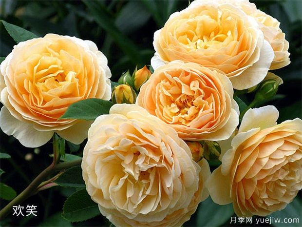 推薦88個(gè)***美月季品種，讓花友美到心醉，陶醉其中(圖19)