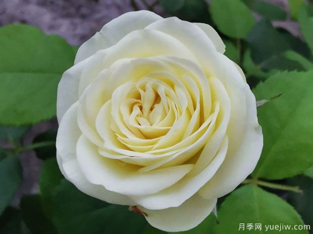 奶綠色的奶油龍沙，像一顆顆奶油蛋糕(圖1)