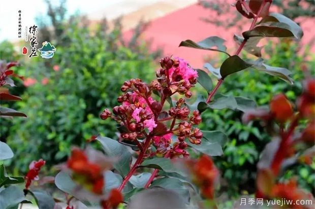 清遠英德徐家莊生態(tài)旅游景區(qū) 紫薇花開得正艷(圖2)