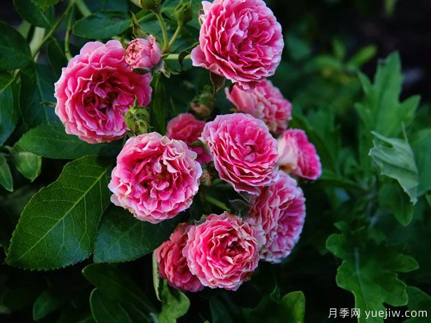 長勢很快的一個爬藤月季，種下一棵胭脂扣月季(圖2)