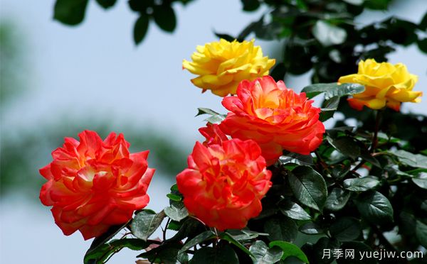 地被月季長(zhǎng)勢(shì)不好的原因是什么？(圖1)