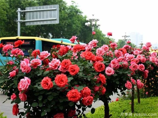 冬季如何修剪月季花？(圖1)
