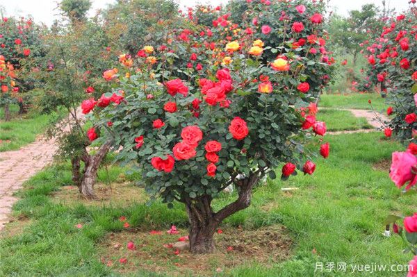 超百年的古樁月季，一樹花開多色，世上罕見(圖1)