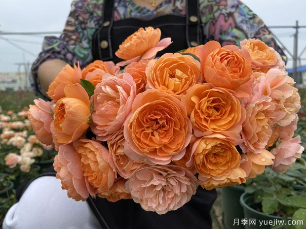 推薦5個超級勤花月季品種，季季有花賞(圖1)