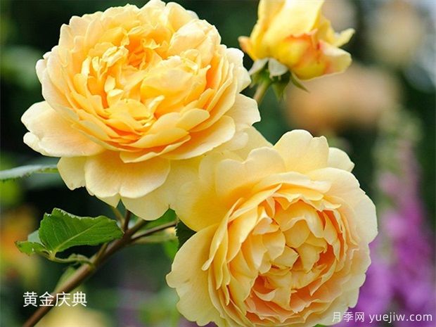 推薦5個(gè)深受歡迎的月季品種，人人喜歡(圖2)
