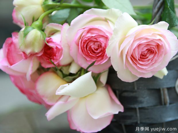 推薦5個(gè)深受歡迎的月季品種，人人喜歡(圖4)
