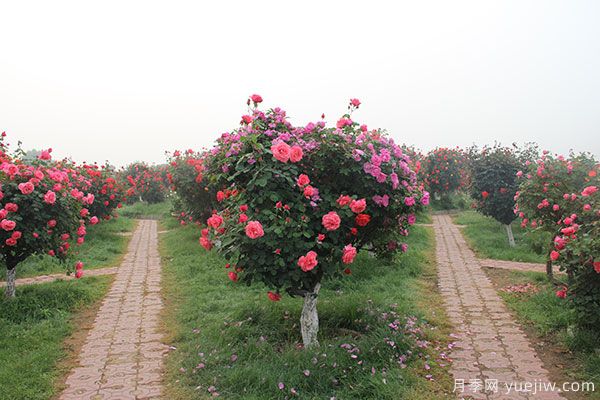河南暴雨洪災(zāi)過后的苗木花卉該如何和養(yǎng)護補救(圖1)