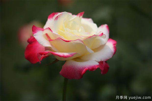 月季的文化和花語(yǔ)(圖1)