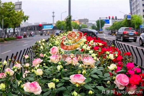 城市內建設“月季大道”竟這么流行！(圖2)