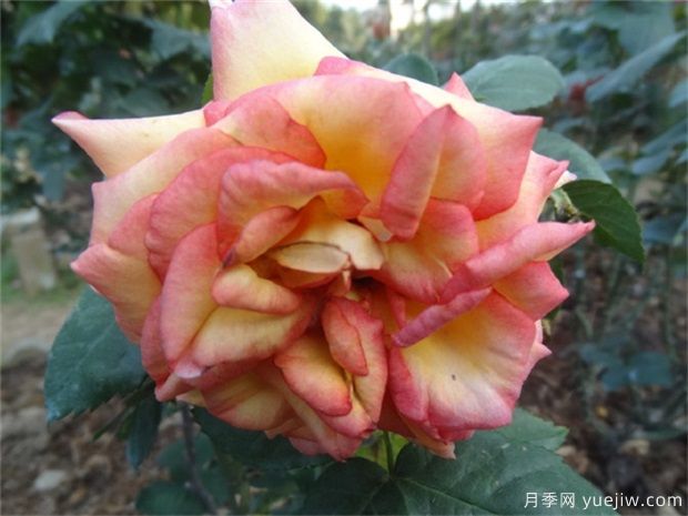 盆栽“月季花”六月做好這幾點，月季花開不斷(圖1)