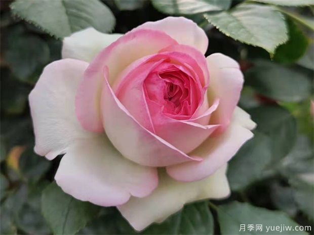藤本月季的養(yǎng)護管理(圖1)